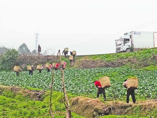 石船鎮葛口村蔬菜基地，村民正在將採收的蔬菜運到車上。