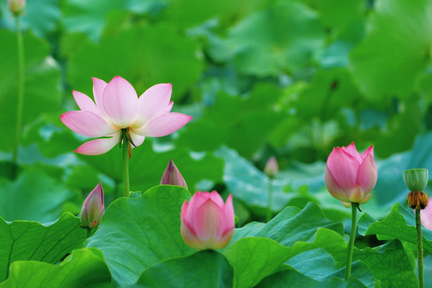 在大足賞荷，慢享盛夏時光。玉安攝