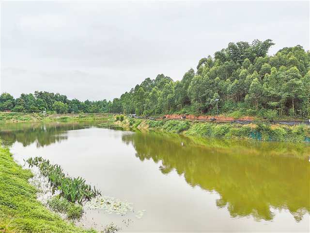 永川永榮鎮經過黑臭水體治理后的姜家坪塘變成了濕地公園。首席記者 陳維燈 攝/視覺重慶