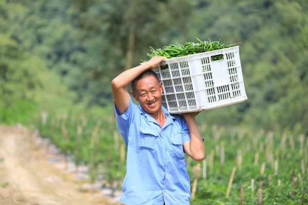 村民扛着一筐辣椒露出丰收的喜悦。胡程摄