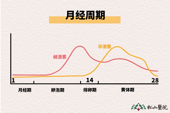 月經周期。重慶鬆山醫院供圖