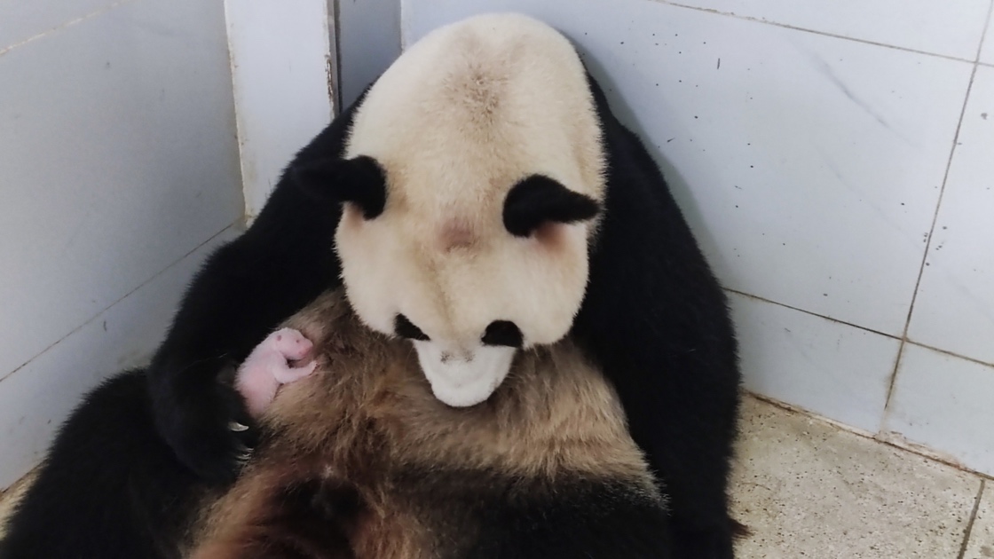 大熊貓“好奇”和它的幼崽。重慶動物園供圖