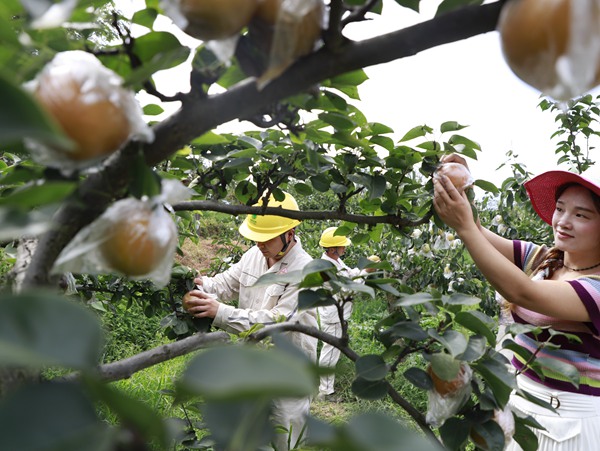 電力員工幫助採摘梨子。國網重慶永川供電公司供圖