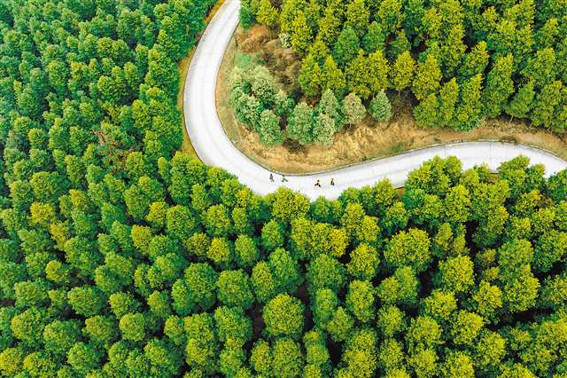 近日，永川国有林场黄瓜山分场，工作人员正在巡防。近年来，永川区实施一系列林业重点生态工程，推动森林资源持续增长。记者 崔力 摄/视觉重庆