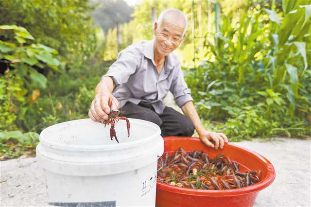 7月25日，高龍村小龍蝦養殖基地，村民展示撈起的小龍蝦。記者 尹詩語 攝/視覺重慶