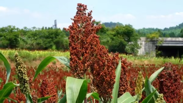 高粱紅來迎豐收。大足區融媒體中心供圖