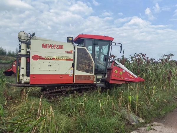 王场镇高粱基地。重庆市供销合作总社供图