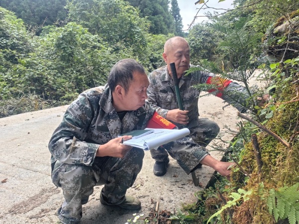 彭针林（左）和同事正在记录野生红豆杉苗木生长情况。曾敬摄