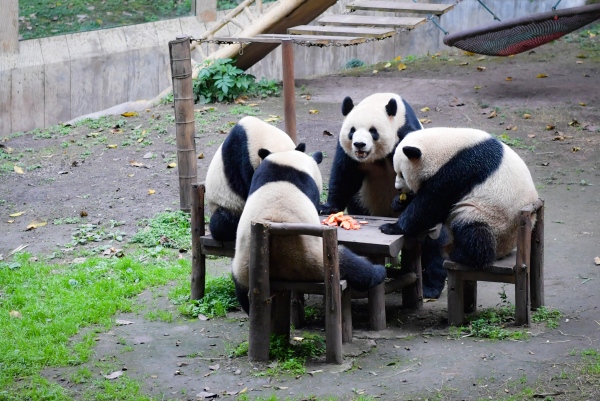 重慶動物園熊貓人氣高。曹鳴鷗攝