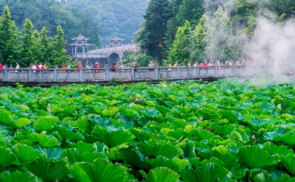 華岩旅游區賞荷花。九龍坡區文旅委供圖