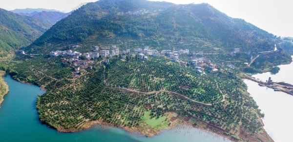 云阳县普安乡马安社区柑橘出口示范基地。云阳县市场监管局供图