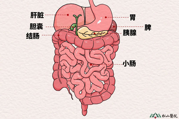 胰腺位置示意圖。重慶鬆山醫院供圖