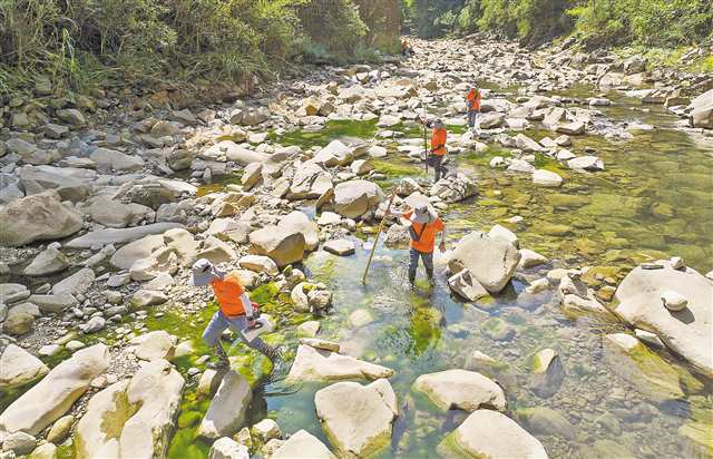 9月12日，雲陽縣農壩鎮團灘河，地質工程師們攜帶地質錘、開路砍刀等涉水前往水文地質剖面測量點，勘查岩層的層序、岩性等，尋找含水層與隔水層的埋藏與分布等信息。