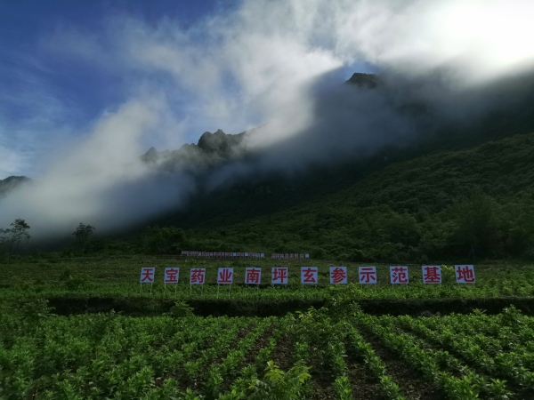 城口县庙坝镇中药材产业基地。城口县委宣传部供图