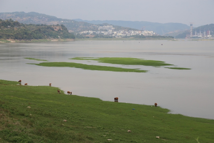 江畔草地变湿地。杨孝永摄