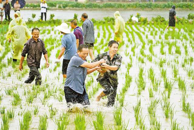 9月22日，梁開合作示范園，賽農人“豐”彩環節，村民在參加稻田摸魚活動。通訊員 向成國 攝/視覺重慶