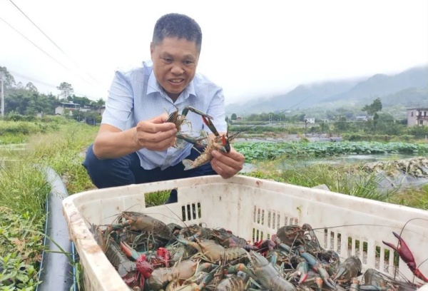 图二：三圣镇卫东村澳洲小龙虾养殖基地的工作人员查看小龙虾生长情况。北碚区委宣传部 供图