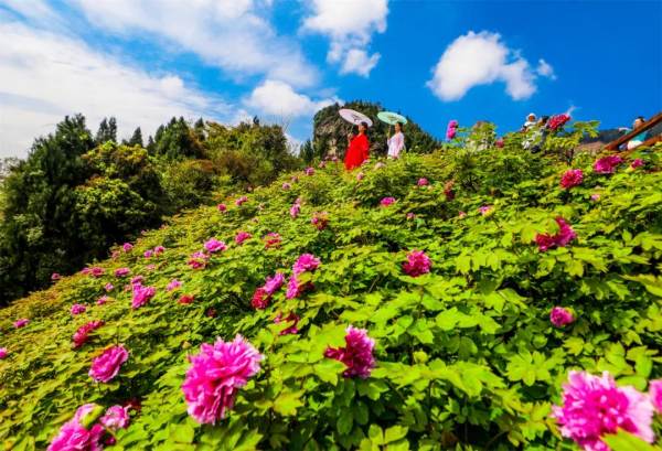 華夏牡丹園。龔長浩攝