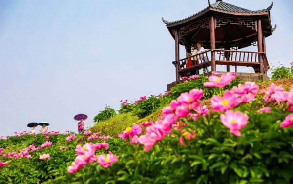 曹回镇徐白村芍药地。龚长浩摄