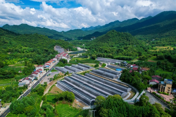 马营大棚蔬菜基地。邱洪波摄