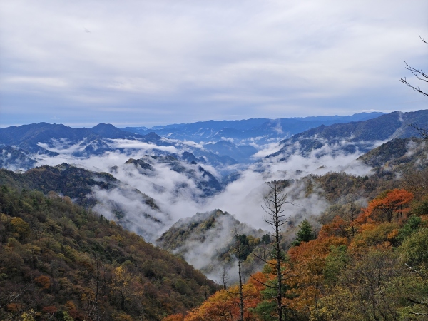 城口彩叶和云海构成美丽画卷。城口县文旅委供图