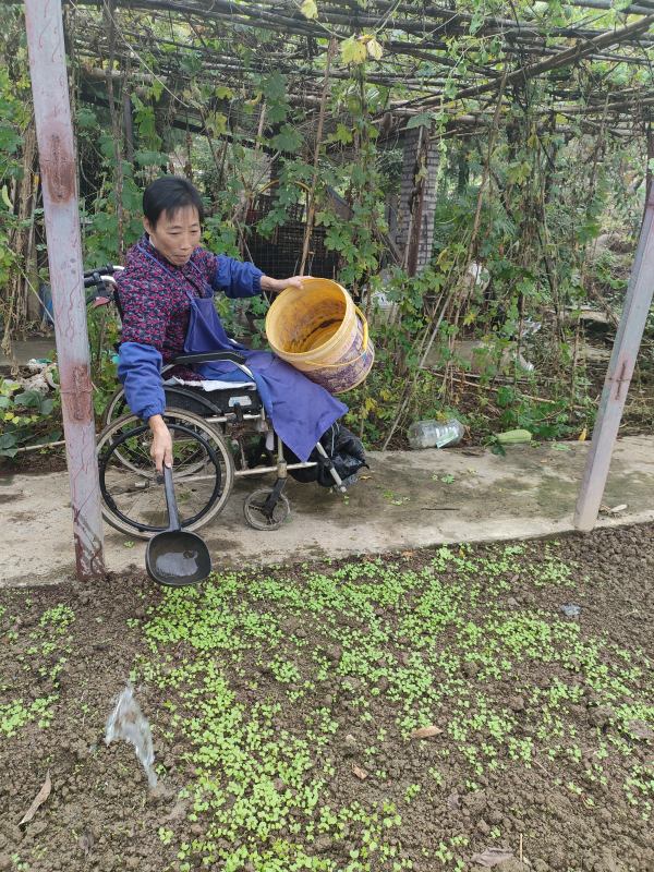 江素芳在田间劳作。李兴锋摄