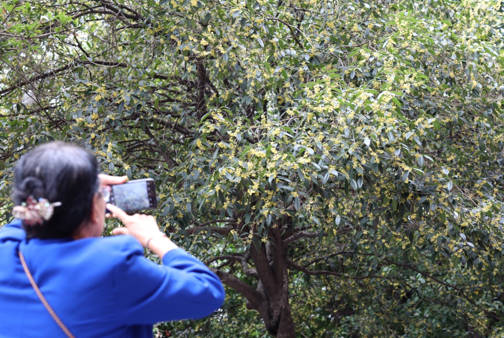 10月14日，沙坪坝区天星桥街道柑子村社区，一小区的桂花树进入盛花期，市民正在拍照留念。特约摄影 孙凯芳