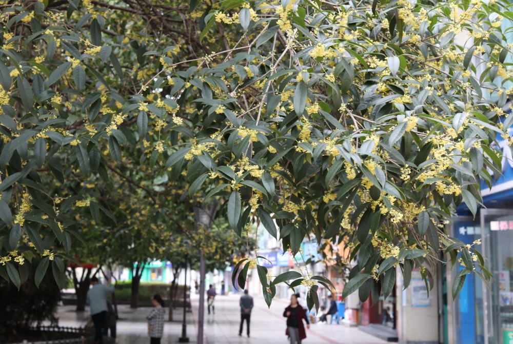 10月14日，沙坪坝区天星桥街道柑子村社区，一小区的桂花树进入盛花期。特约摄影 孙凯芳