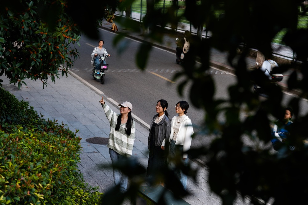 10月14日，西南大学校史馆门口，数株金桂、银桂迎来盛花期，引得不少师生驻足闻香。通讯员 兰天 摄