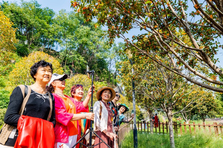 10月15日，大渡口区香涛公园，盛开的桂花吸引不少市民游客前来拍照合影。通讯员 刘映呈 摄