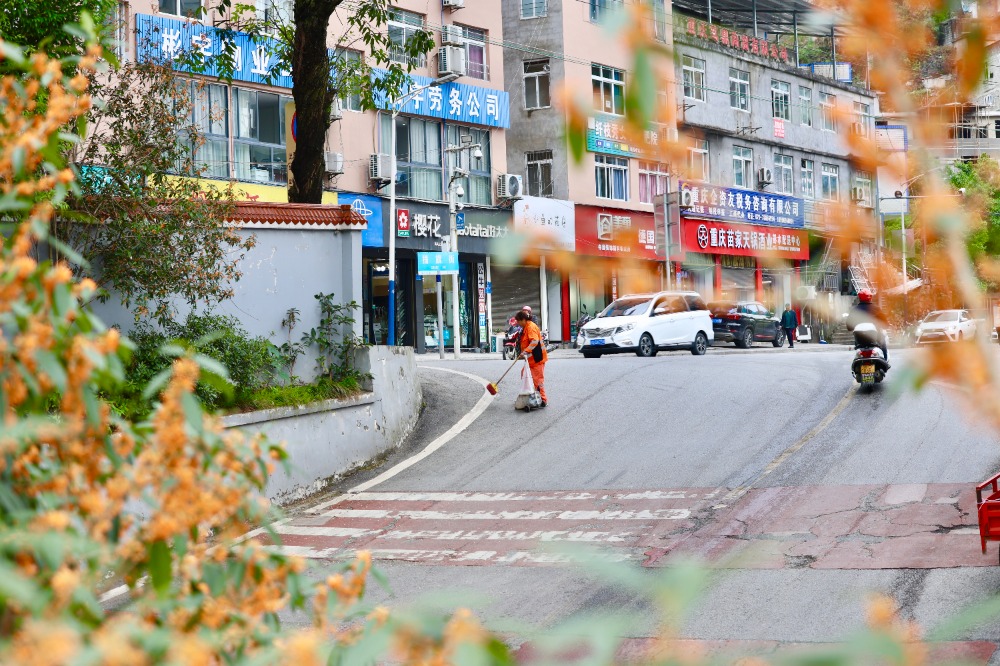 10月15日，彭水县，清洁工人正在清扫掉落在地上的桂花。通讯员 杨丽媛 摄