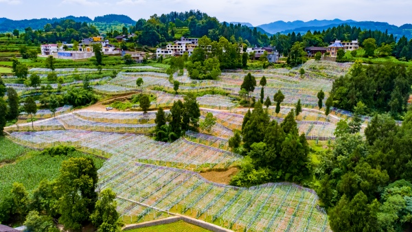 桐楼乡细沙村睦渝丝瓜示范种植基地。廖唯摄