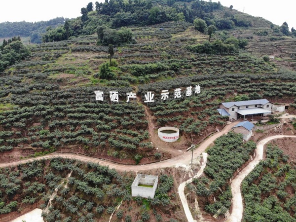 吳灘花椒富硒產業示范基地。江津區委宣傳部供圖