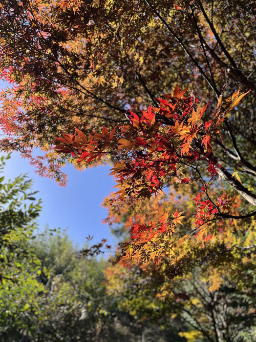 雞心嶺的紅楓。劉祎攝