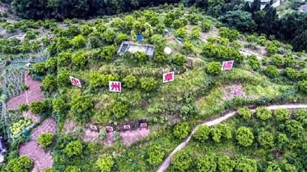 忠縣雅雅農業生態綠色果園。重慶三峽銀行供圖