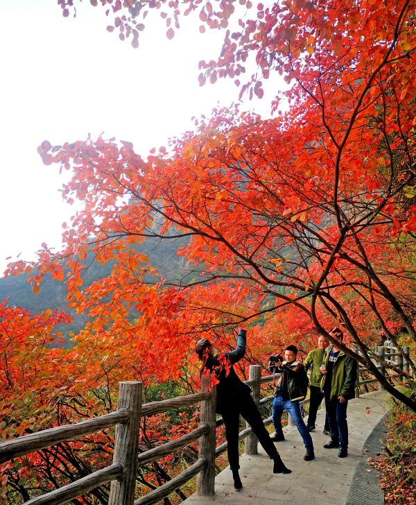 游客拍照打卡巫山红叶。巫山县委宣传部供图