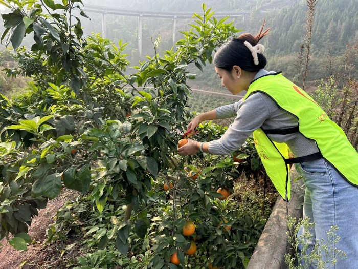 志愿者在采摘爱媛果冻橙。古路镇供图