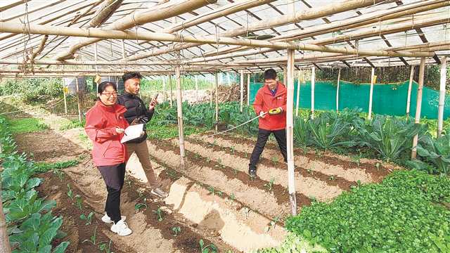 11月16日，西南大學專家在加德滿都郊區測量大棚蔬菜實驗地。黃紅 攝/視覺重慶