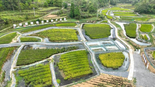 东营酉阳桃花源大闸蟹养殖基地。酉阳县农业农村委供图