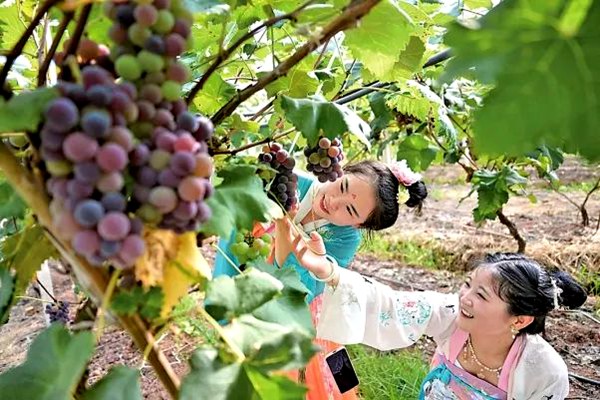 游客體驗採摘樂趣。璧山區委宣傳部供圖