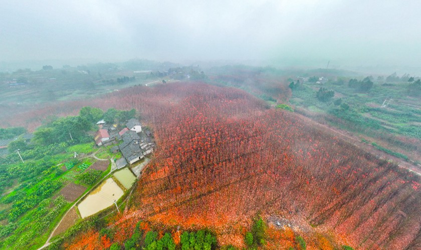 12月12日，合川區古樓鎮千余畝紅楓林赤紅如火，煙雨蒙蒙中，紅楓別有一番韻味。記者 齊嵐森 攝