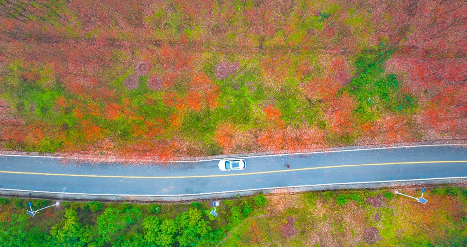 12月12日，合川區古樓鎮千余畝紅楓林赤紅如火，煙雨蒙蒙中游人正在欣賞紅葉美景。記者 齊嵐森 攝