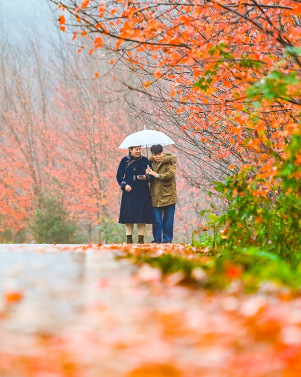 12月12日，合川區古樓鎮千余畝紅楓林赤紅如火，煙雨蒙蒙中游人正在欣賞紅葉美景。記者 齊嵐森 攝