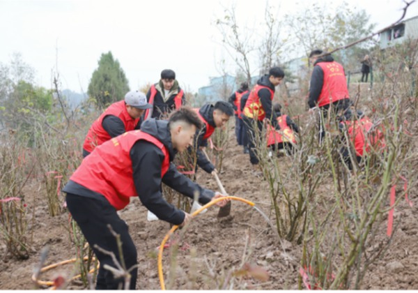 長沙村繽湖美鎮，志願者們幫忙栽種月季 。 三峽水務公司供圖