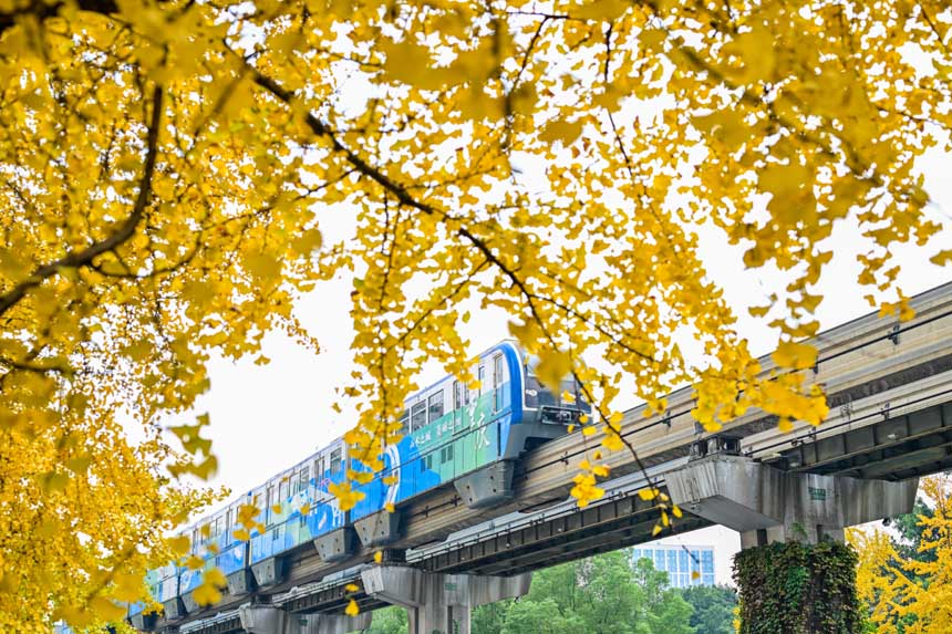 重慶市南岸區學府大道，軌道交通三號線穿行在金黃的銀杏葉中，繪就冬日美景。郭旭攝