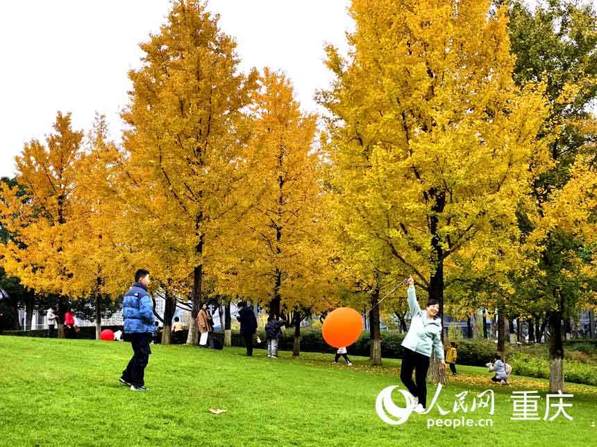 渝北區中央公園，市民穿梭在銀杏林中捕捉美景。人民網 陳琦攝