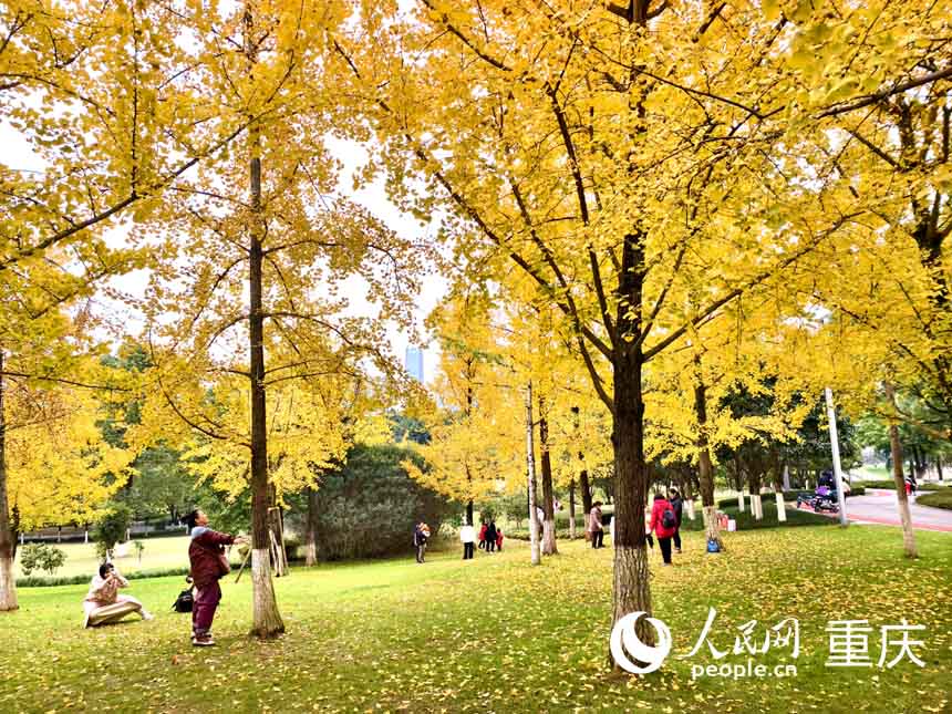 渝北區中央公園，市民穿梭在銀杏林中捕捉美景。人民網 陳琦攝