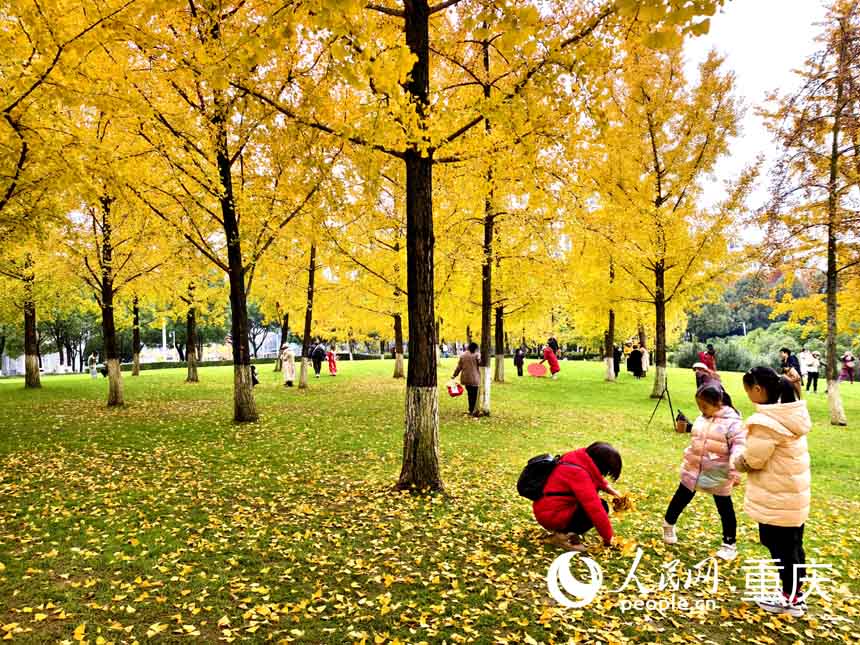 渝北區中央公園，孩子們在銀杏樹下玩耍。人民網 陳琦攝