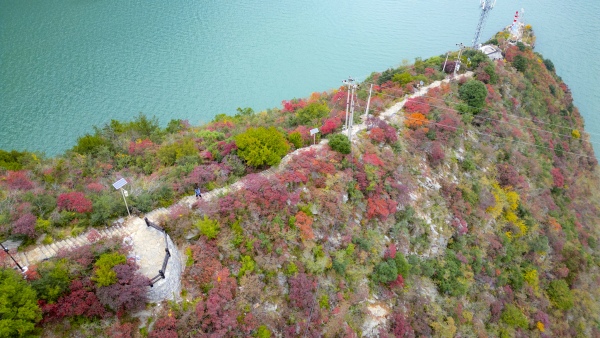 漫山遍野的群山红与望不到头的江水绿交织。熊威摄