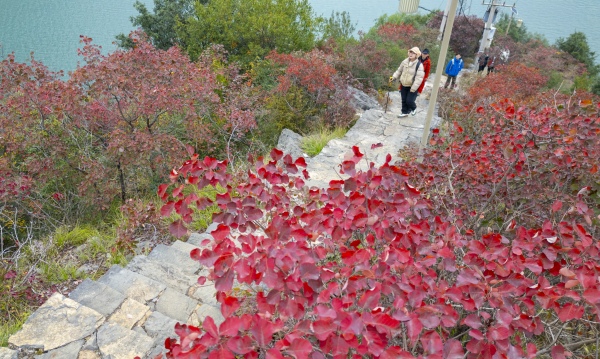 “三峡之心”环线徒步游，游客赏红叶。熊威摄